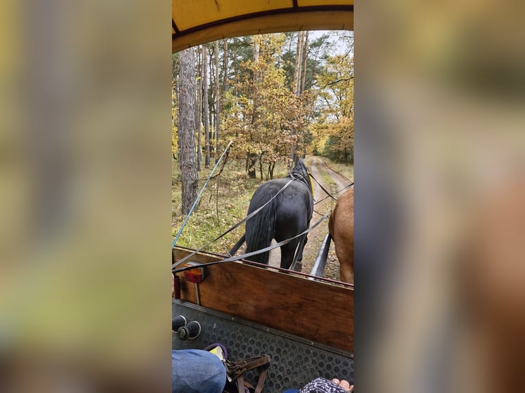 Zwaar warmbloed Merrie 4 Jaar 165 cm  in Lutherstadt Wittenberg