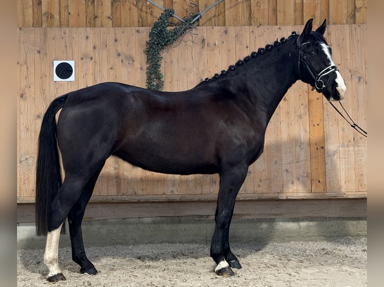 Zwaar warmbloed Merrie 4 Jaar 165 cm Zwart in Riedlingen