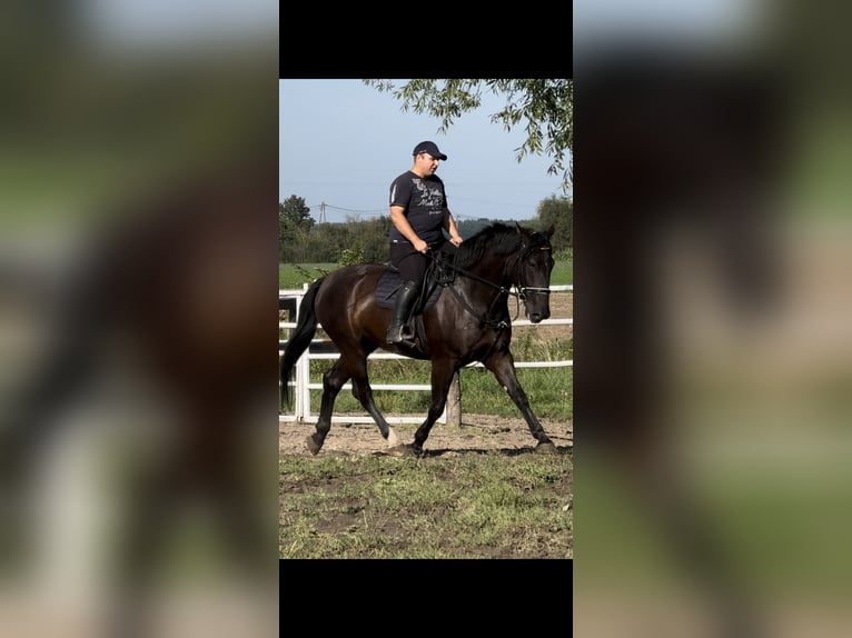 Zwaar warmbloed Merrie 4 Jaar 165 cm Zwart in Leer (Ostfriesland)Leer