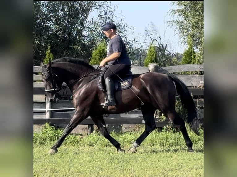 Zwaar warmbloed Merrie 4 Jaar 165 cm Zwart in Leer (Ostfriesland)Leer