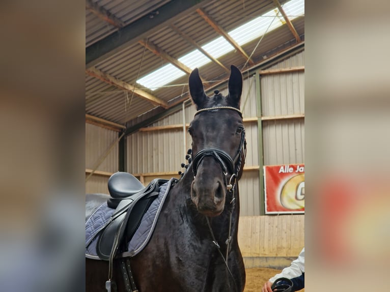 Zwaar warmbloed Merrie 4 Jaar 165 cm Zwart in Hermsdorf