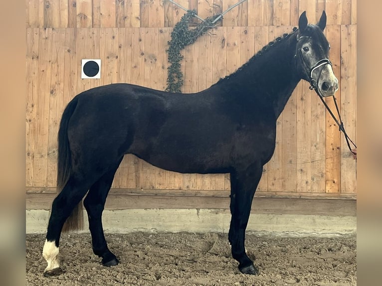 Zwaar warmbloed Merrie 4 Jaar 166 cm Zwartschimmel in Riedlingen
