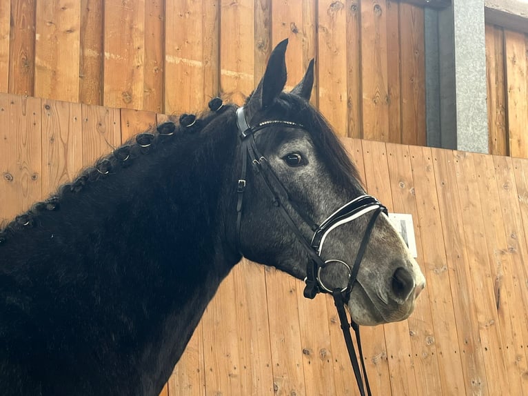 Zwaar warmbloed Merrie 4 Jaar 166 cm Zwartschimmel in Riedlingen