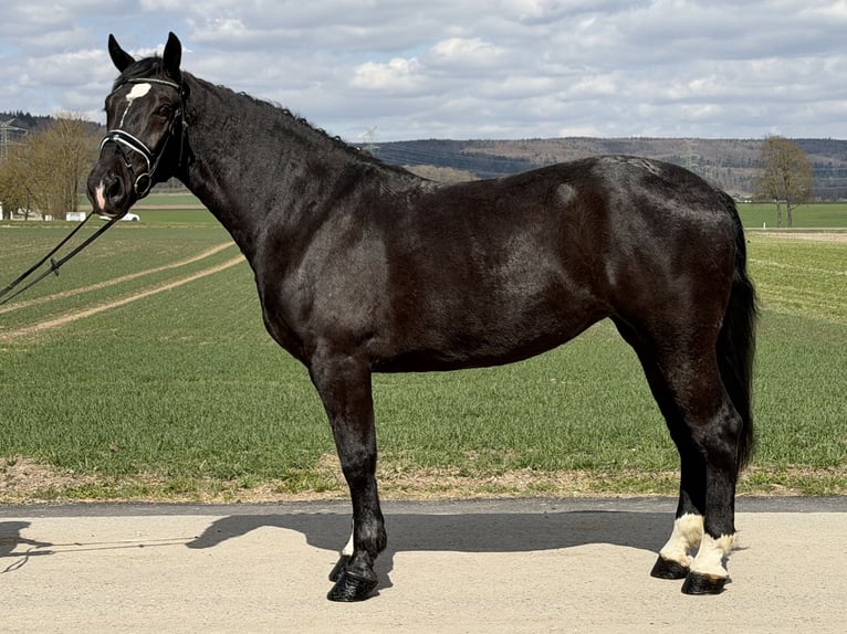 Zwaar warmbloed Merrie 4 Jaar 167 cm Zwart in Riedlingen