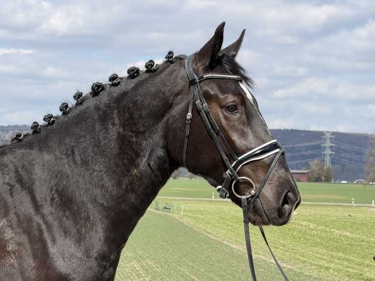 Zwaar warmbloed Merrie 4 Jaar 167 cm Zwart in Riedlingen