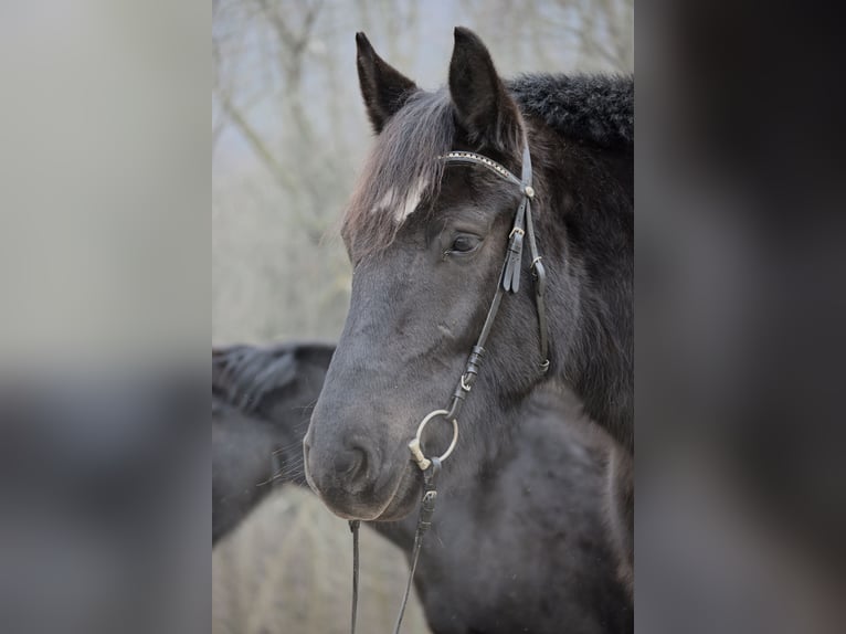 Zwaar warmbloed Merrie 5 Jaar 160 cm Zwart in Liebstadt