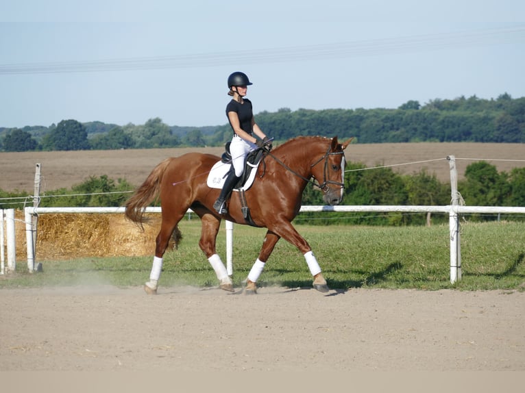 Zwaar warmbloed Merrie 5 Jaar 162 cm Vos in Ganschow