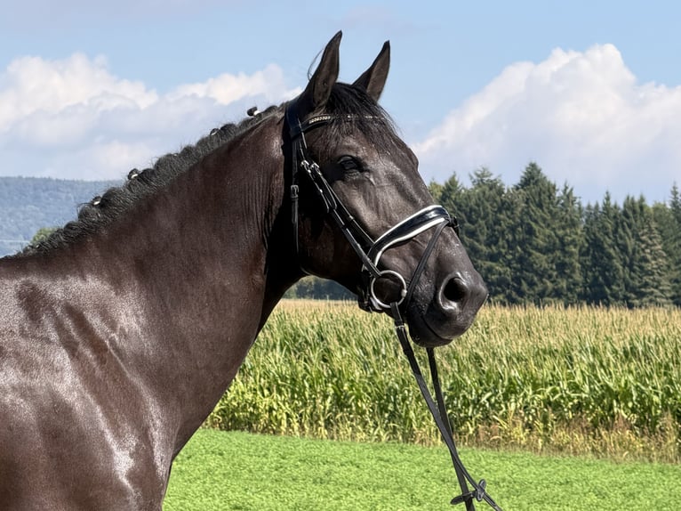 Zwaar warmbloed Merrie 5 Jaar 162 cm Zwart in Riedlingen