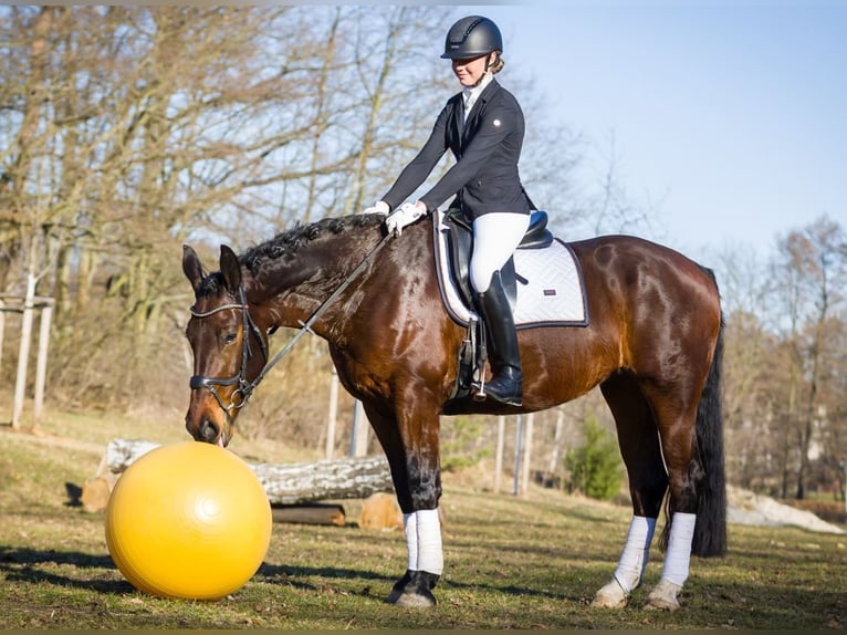 Zwaar warmbloed Merrie 5 Jaar 165 cm Bruin in Moritzburg