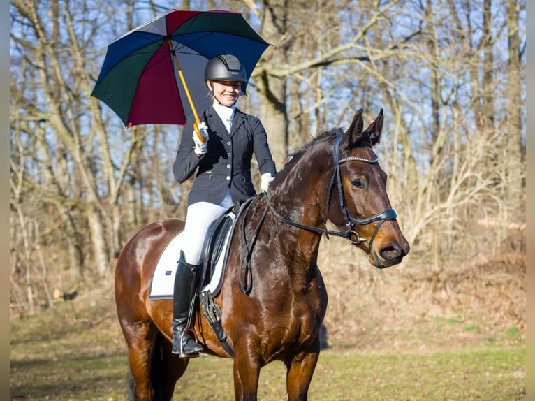 Zwaar warmbloed Merrie 5 Jaar 165 cm Bruin in Moritzburg