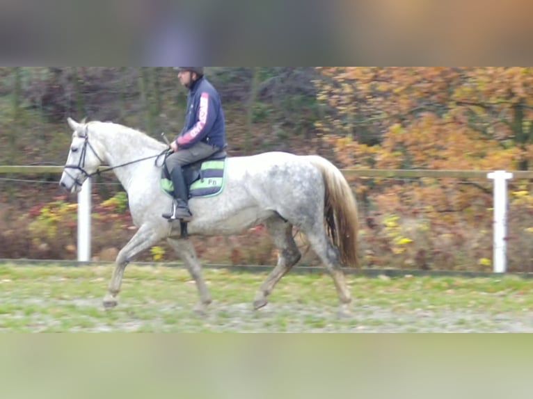 Zwaar warmbloed Merrie 5 Jaar 165 cm Schimmel in Kamenz