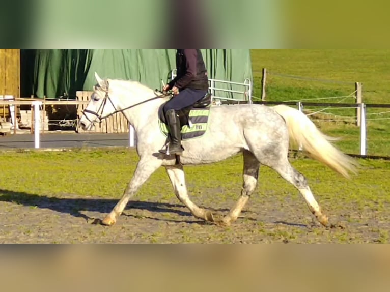 Zwaar warmbloed Merrie 5 Jaar 165 cm Schimmel in Kamenz