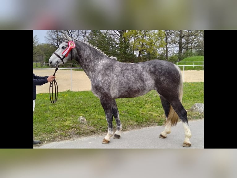 Zwaar warmbloed Merrie 5 Jaar 165 cm Schimmel in Kamenz