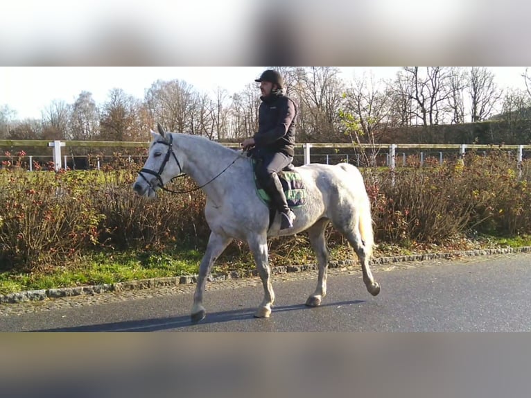 Zwaar warmbloed Merrie 5 Jaar 165 cm Schimmel in Kamenz