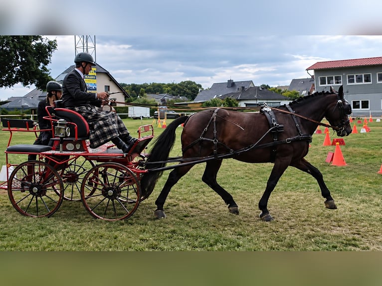 Zwaar warmbloed Merrie 6 Jaar 160 cm Donkerbruin in Klipphausen