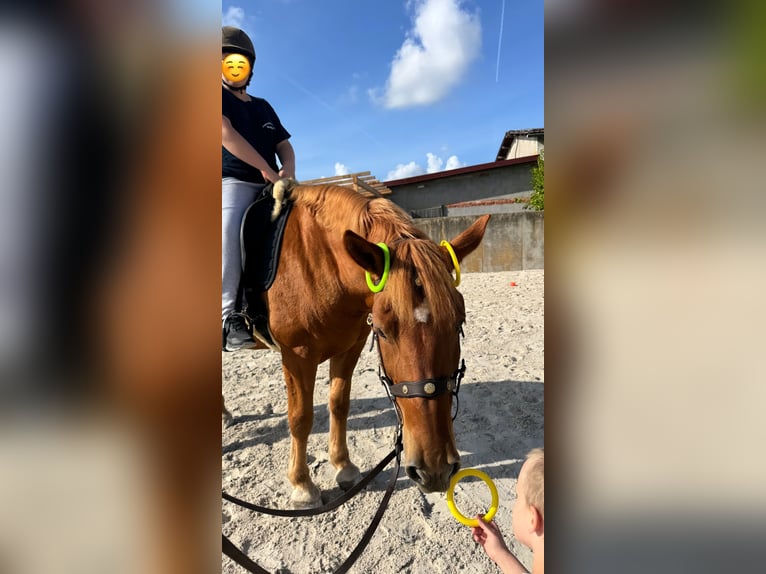 Zwaar warmbloed Merrie 6 Jaar 165 cm Vos in Babenhausen