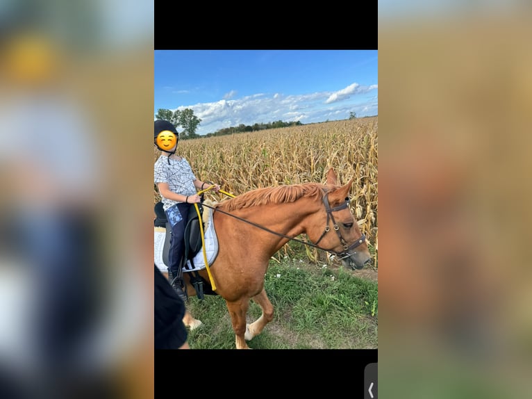 Zwaar warmbloed Merrie 6 Jaar 165 cm Vos in Babenhausen