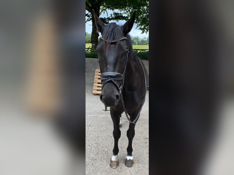 Zwaar warmbloed Merrie 6 Jaar 165 cm Zwart in Aalestrup