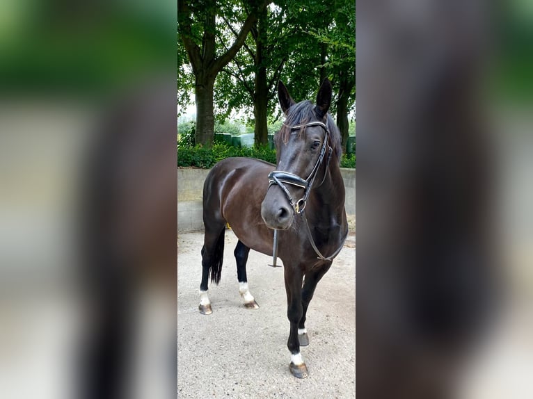 Zwaar warmbloed Merrie 6 Jaar 165 cm Zwart in Aalestrup