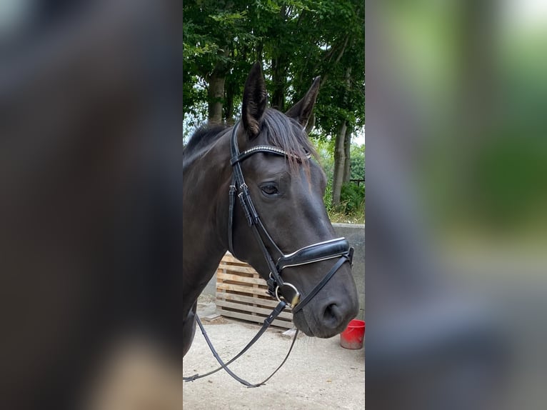 Zwaar warmbloed Merrie 6 Jaar 165 cm Zwart in Aalestrup