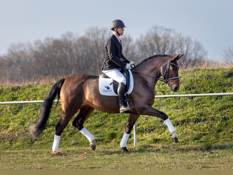 Zwaar warmbloed Merrie 6 Jaar 167 cm Donkerbruin in Moritzburg
