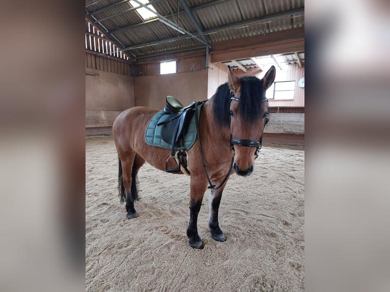 Zwaar warmbloed Merrie 7 Jaar 149 cm Falbe in Kaisersbach