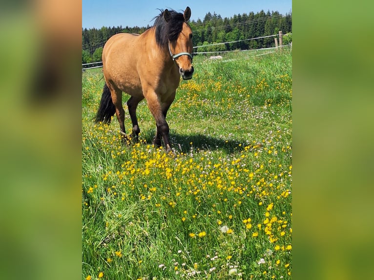 Zwaar warmbloed Merrie 7 Jaar 149 cm Falbe in Kaisersbach