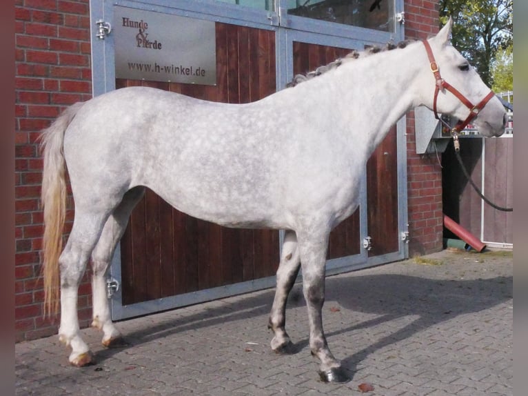 Zwaar warmbloed Mix Merrie 7 Jaar 160 cm in Dorsten