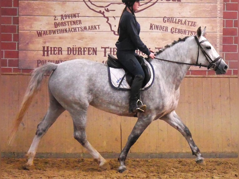 Zwaar warmbloed Mix Merrie 7 Jaar 160 cm in Dorsten