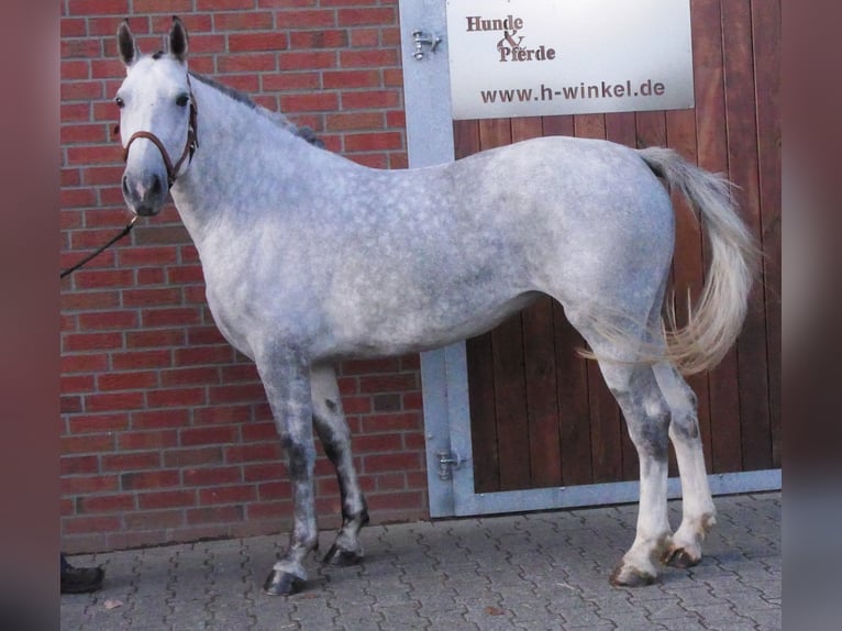 Zwaar warmbloed Mix Merrie 7 Jaar 160 cm in Dorsten