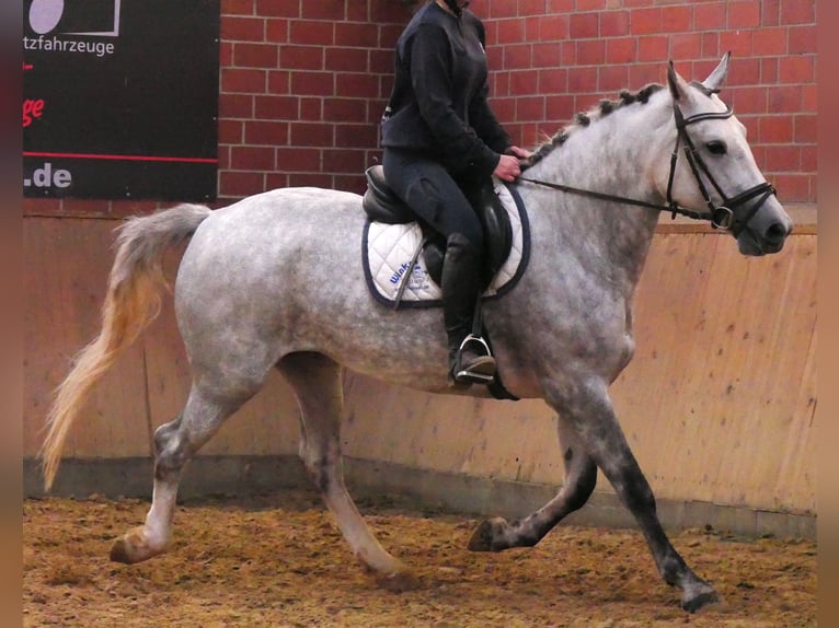 Zwaar warmbloed Mix Merrie 7 Jaar 160 cm in Dorsten