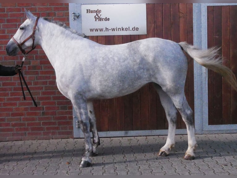 Zwaar warmbloed Mix Merrie 7 Jaar 160 cm in Dorsten