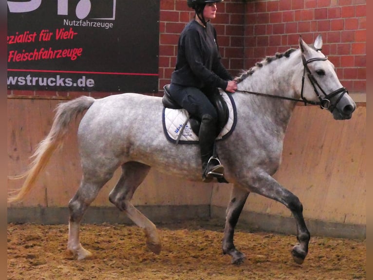 Zwaar warmbloed Mix Merrie 7 Jaar 160 cm in Dorsten