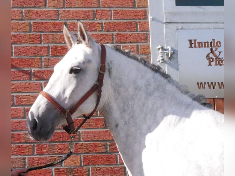 Zwaar warmbloed Mix Merrie 7 Jaar 160 cm in Dorsten