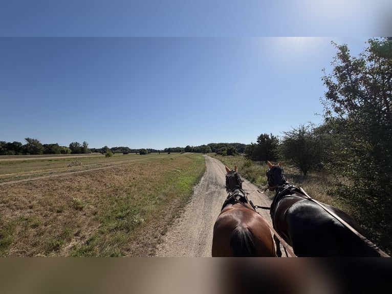 Zwaar warmbloed Merrie 7 Jaar 170 cm Zwartbruin in Leuna