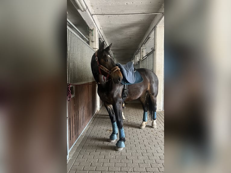 Zwaar warmbloed Merrie 7 Jaar 170 cm Zwartbruin in Leuna