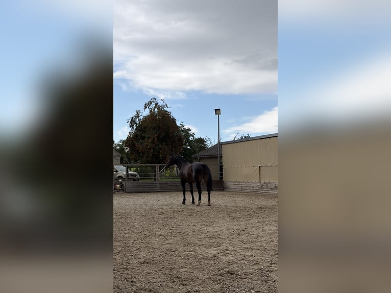 Zwaar warmbloed Merrie 7 Jaar 170 cm Zwartbruin in Leuna
