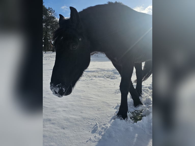 Zwaar warmbloed Merrie 8 Jaar 155 cm Zwart in Euerdorf