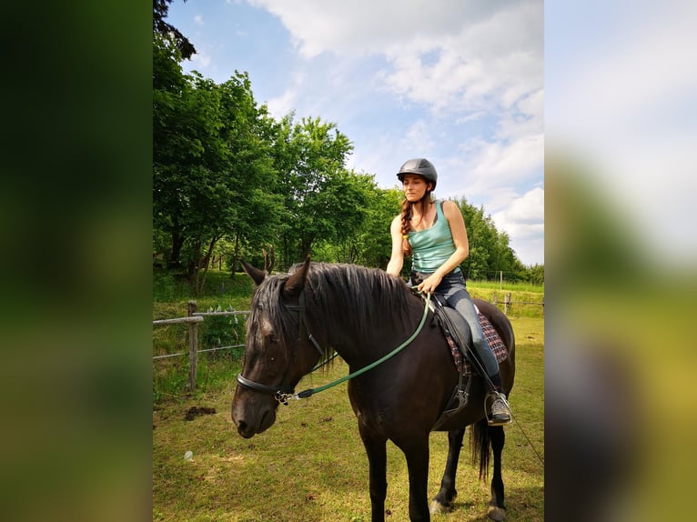 Zwaar warmbloed Merrie 8 Jaar 160 cm Zwart in Bad Camberg