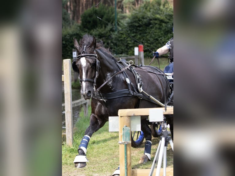 Zwaar warmbloed Merrie 8 Jaar 162 cm Zwart in Langwedel