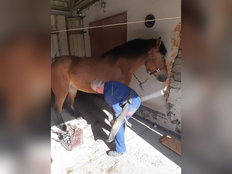 Zwaar warmbloed Merrie 8 Jaar 167 cm Bruin in Neustadt an der Orla