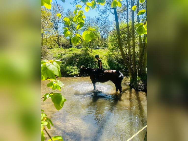 Zwaar warmbloed Merrie 8 Jaar 167 cm  in Arnstein