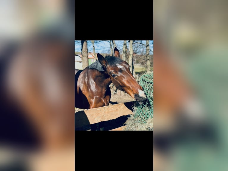 Zwaar warmbloed Merrie 8 Jaar 167 cm  in Arnstein