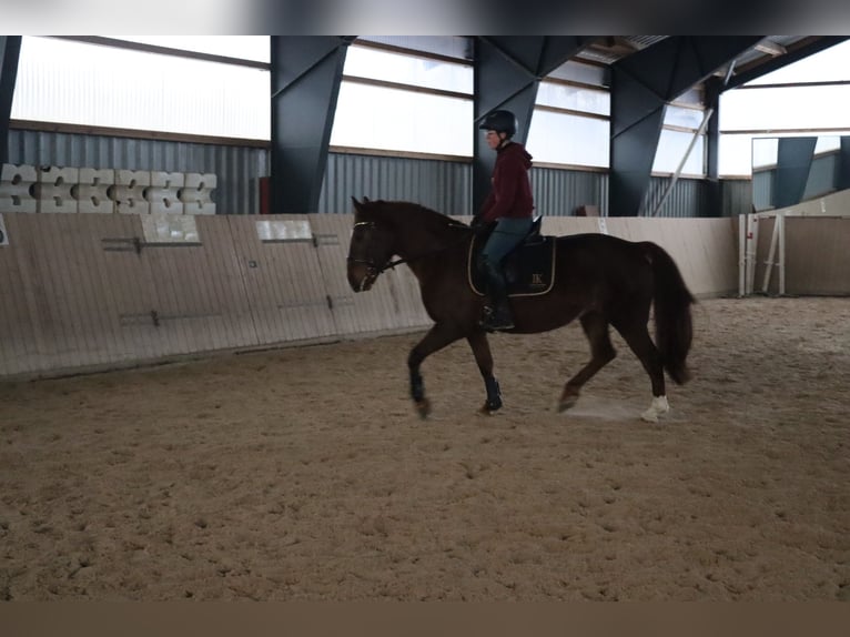 Zwaar warmbloed Merrie 9 Jaar 155 cm Vos in Marienberg