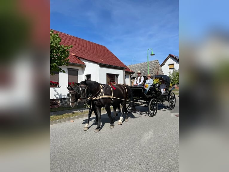 Zwaar warmbloed Merrie 9 Jaar 168 cm Zwart in Naugarten