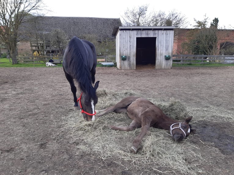 Zwaar warmbloed Merrie 9 Jaar 168 cm Zwart in Naugarten