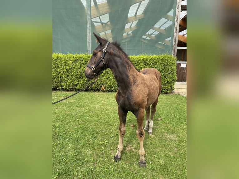 Zwaar warmbloed Merrie veulen (04/2024) 165 cm Zwart in Ascheberg