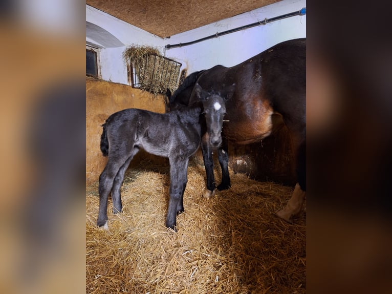 Zwaar warmbloed Merrie Veulen (02/2025) 168 cm Donkerbruin in GahlenzOederan