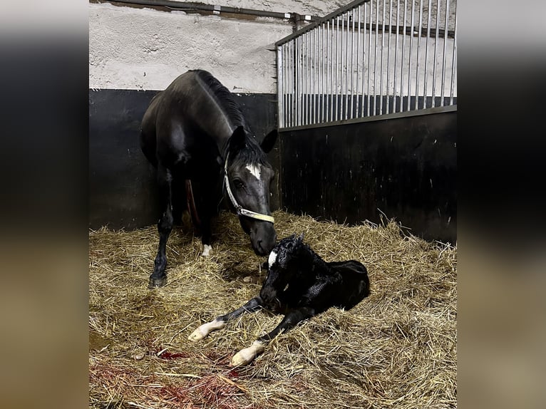 Zwaar warmbloed Merrie Veulen (05/2026) Bruin in Döbeln