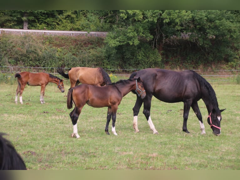 Zwaar warmbloed Merrie Veulen (05/2026) Bruin in Döbeln
